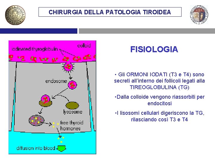 CHIRURGIA DELLA PATOLOGIA TIROIDEA FISIOLOGIA • Gli ORMONI IODATI (T 3 e T 4)