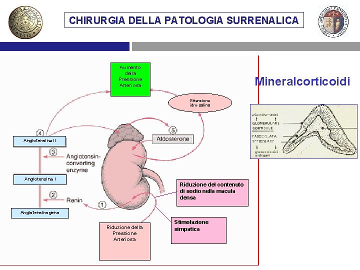 CHIRURGIA DELLA PATOLOGIA SURRENALICA Aumento della Pressione Arteriosa Mineralcorticoidi Ritenzione idro-salina Angiotensina II Angiotensina