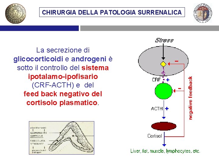 CHIRURGIA DELLA PATOLOGIA SURRENALICA La secrezione di glicocorticoidi e androgeni è sotto il controllo