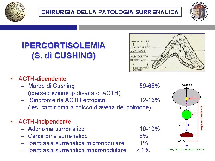 CHIRURGIA DELLA PATOLOGIA SURRENALICA IPERCORTISOLEMIA (S. di CUSHING) • ACTH-dipendente – Morbo di Cushing
