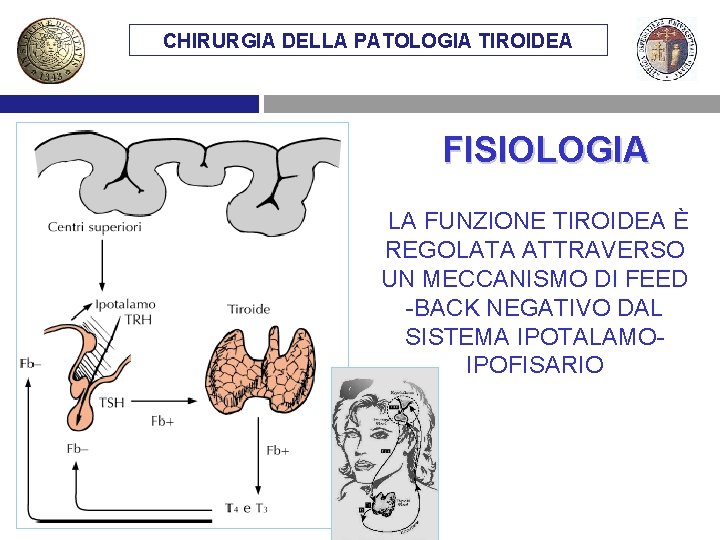 CHIRURGIA DELLA PATOLOGIA TIROIDEA FISIOLOGIA LA FUNZIONE TIROIDEA È REGOLATA ATTRAVERSO UN MECCANISMO DI