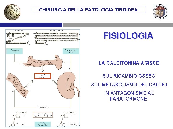 CHIRURGIA DELLA PATOLOGIA TIROIDEA FISIOLOGIA LA CALCITONINA AGISCE SUL RICAMBIO OSSEO SUL METABOLISMO DEL