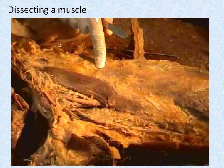 Dissecting a muscle 