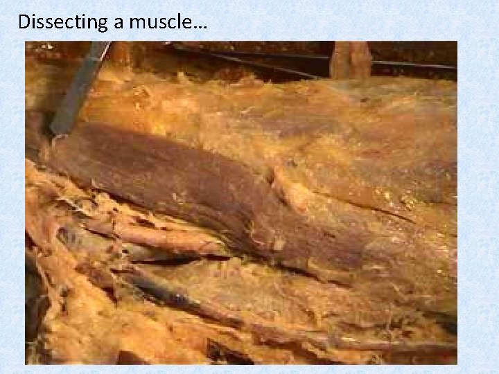 Dissecting a muscle… 