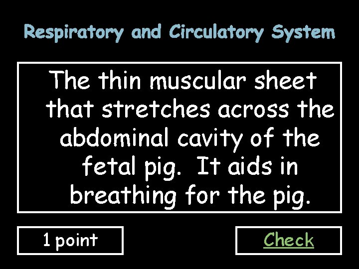 Respiratory and Circulatory System The thin muscular sheet that stretches across the abdominal cavity