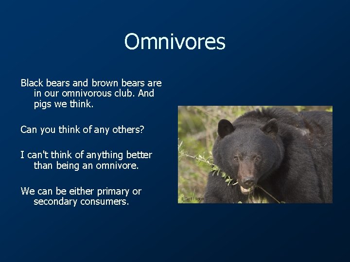 Omnivores Black bears and brown bears are in our omnivorous club. And pigs we