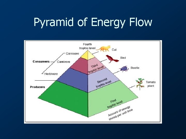 Pyramid of Energy Flow 