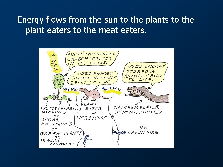 Energy flows from the sun to the plants to the plant eaters to the