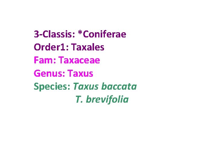 3 -Classis: *Coniferae Order 1: Taxales Fam: Taxaceae Genus: Taxus Species: Taxus baccata T.