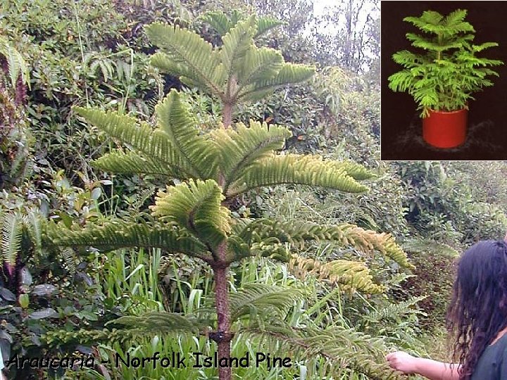 Araucaria - Norfolk Island Pine 