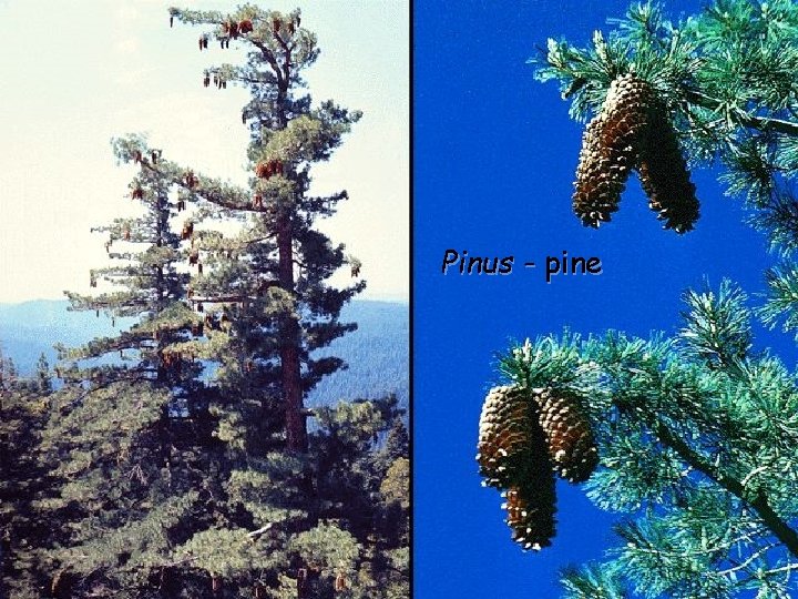 Pinus - pine 