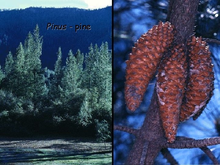 Pinus - pine 