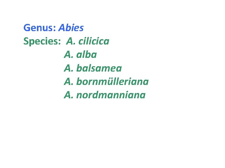 Genus: Abies Species: A. cilicica A. alba A. balsamea A. bornmülleriana A. nordmanniana 