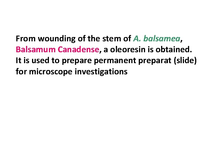 From wounding of the stem of A. balsamea, Balsamum Canadense, a oleoresin is obtained.