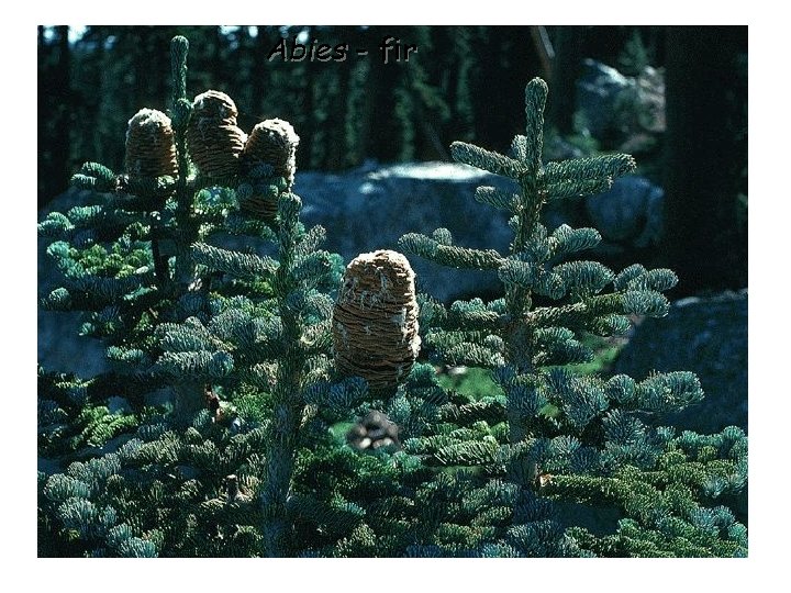 Abies - fir 