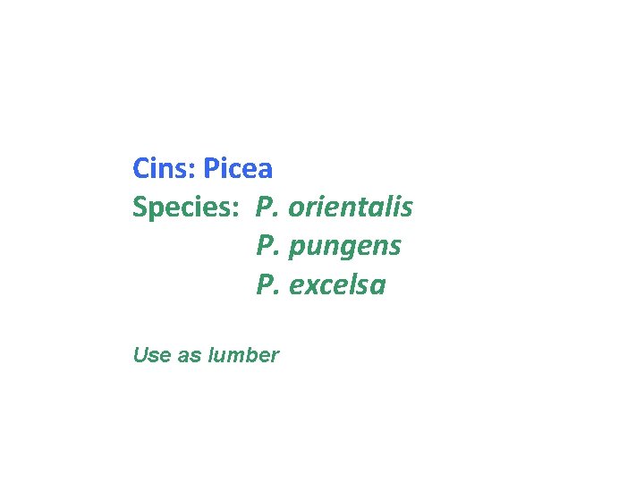 Cins: Picea Species: P. orientalis P. pungens P. excelsa Use as lumber 