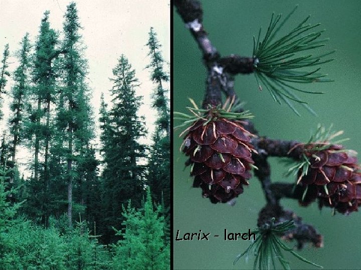 Larix - larch 