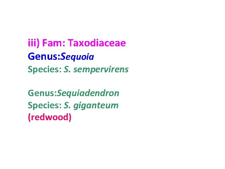 iii) Fam: Taxodiaceae Genus: Sequoia Species: S. sempervirens Genus: Sequiadendron Species: S. giganteum (redwood)