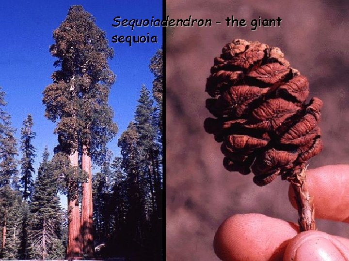 Sequoiadendron - the giant sequoia 