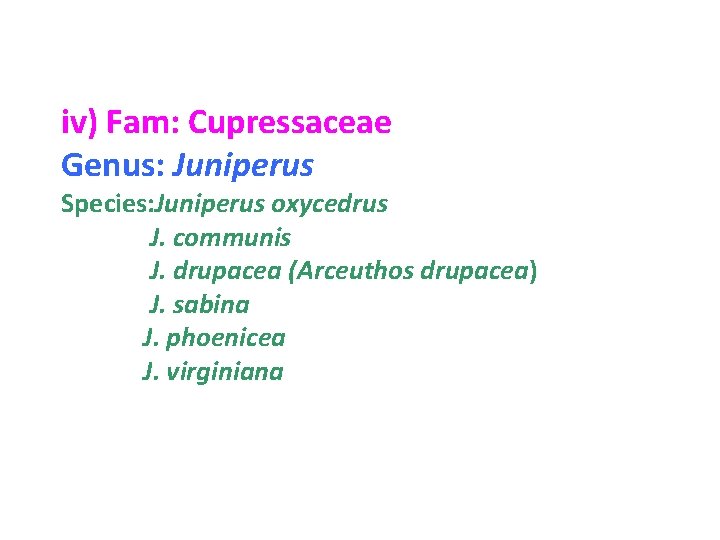 iv) Fam: Cupressaceae Genus: Juniperus Species: Juniperus oxycedrus J. communis J. drupacea (Arceuthos drupacea)