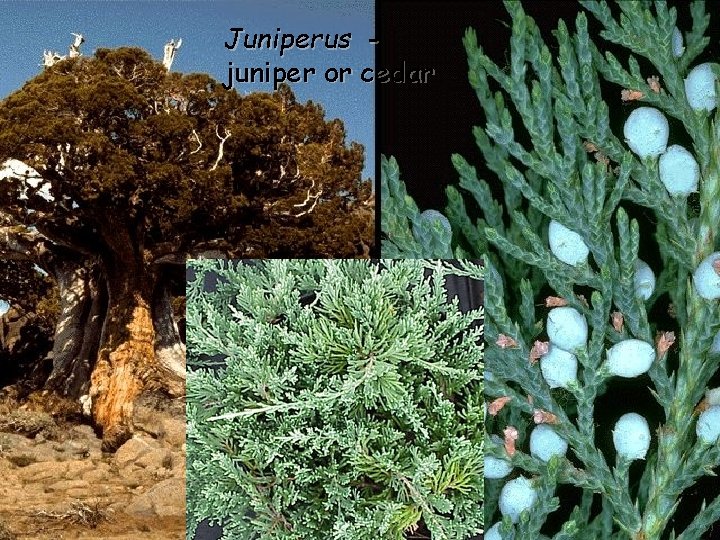 Juniperus juniper or cedar 