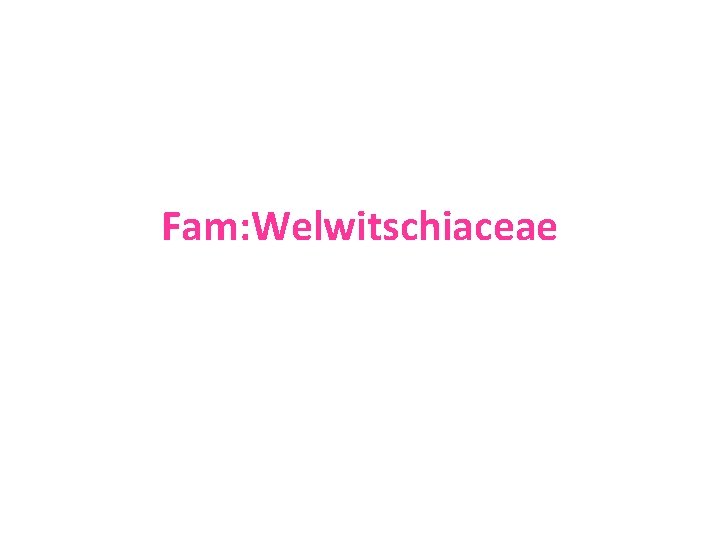 Fam: Welwitschiaceae 