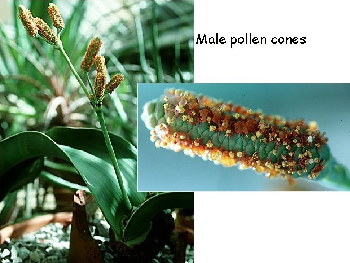 Male pollen cones 