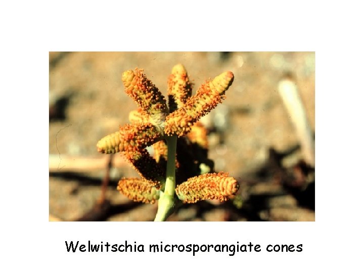 Welwitschia microsporangiate cones 