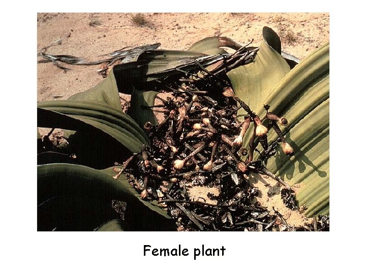 Female plant 