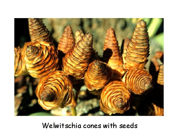 Welwitschia cones with seeds 