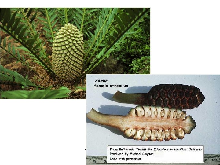 Zamia female cone 