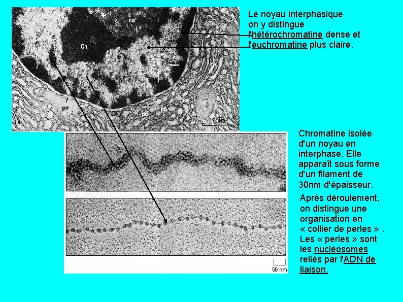 Le noyau interphasique on y distingue l'hétérochromatine dense et l'euchromatine plus claire. Chromatine isolée