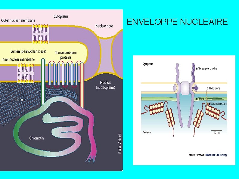 ENVELOPPE NUCLEAIRE 