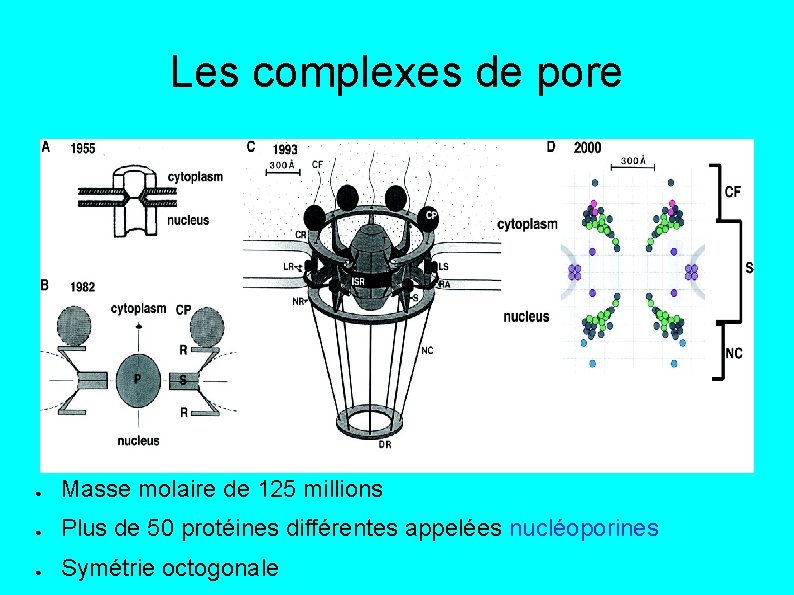 Les complexes de pore ● Masse molaire de 125 millions ● Plus de 50