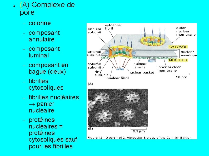 ● (A) Complexe de pore colonne composant annulaire composant luminal composant en bague (deux)
