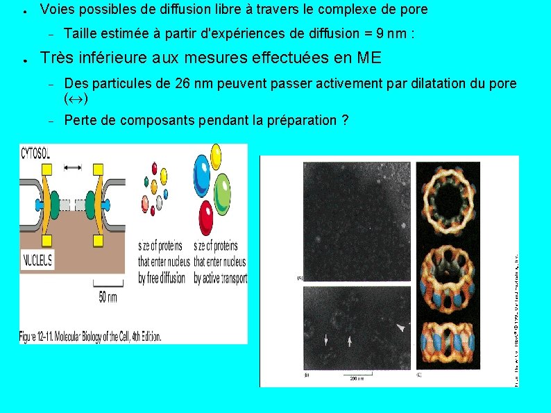 ● Voies possibles de diffusion libre à travers le complexe de pore ● Taille