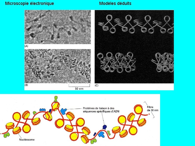 Microscopie électronique Modèles déduits 