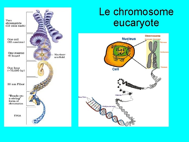 Le chromosome eucaryote 