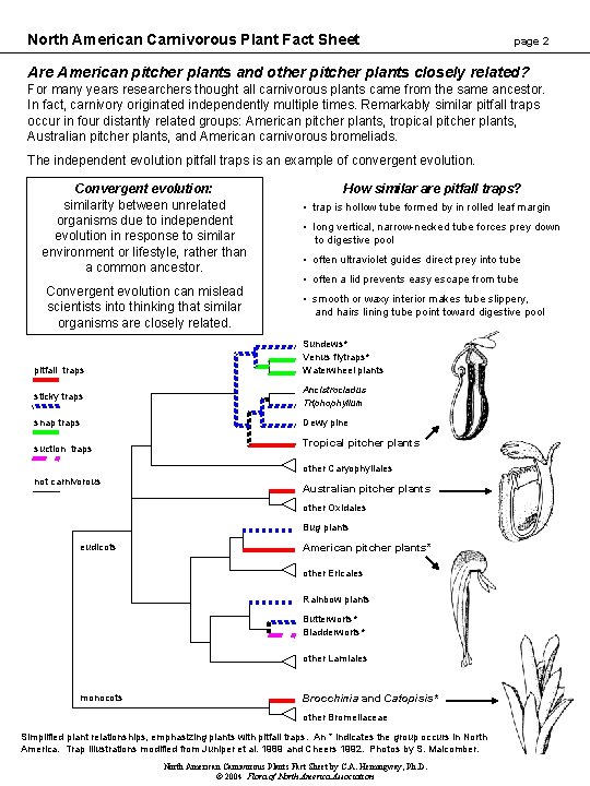 North American Carnivorous Plant Fact Sheet page 2 Are American pitcher plants and other