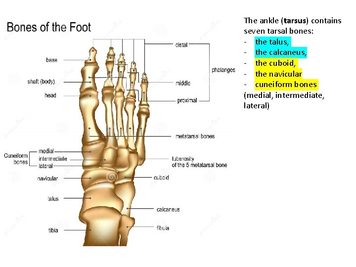 The ankle (tarsus) contains seven tarsal bones: - the talus, - the calcaneus, -