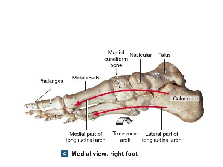 articulatio subtalaris adalah dureri de flexie articulară