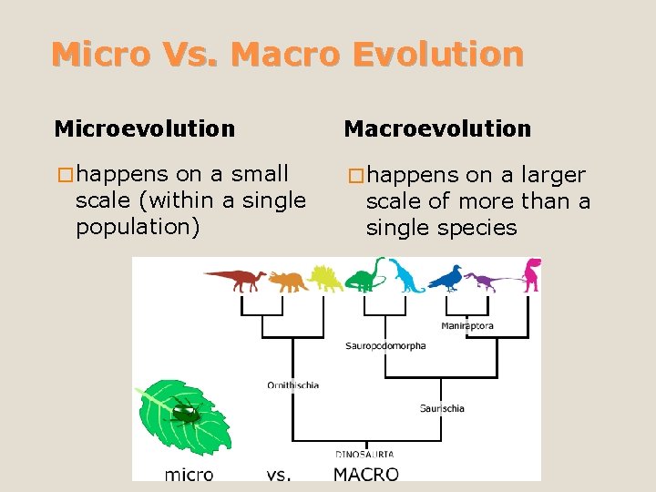 Micro Vs. Macro Evolution Microevolution Macroevolution � happens on a small scale (within a