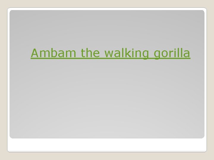 Ambam the walking gorilla 