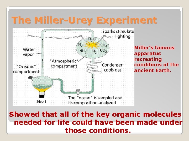 The Miller-Urey Experiment Miller’s famous apparatus recreating conditions of the ancient Earth. Showed that