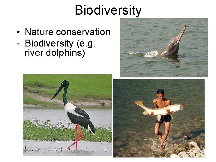 Biodiversity • Nature conservation - Biodiversity (e. g. river dolphins) 