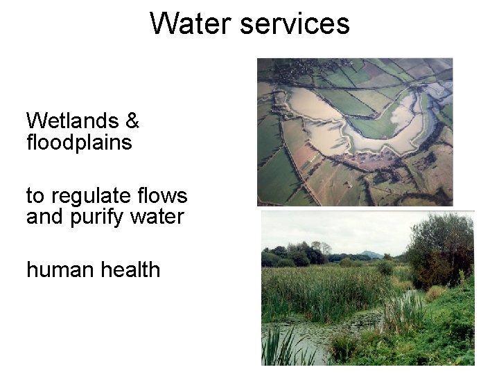 Water services Wetlands & floodplains to regulate flows and purify water human health 