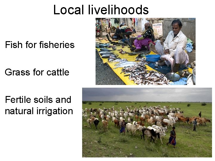 Local livelihoods Fish for fisheries Grass for cattle Fertile soils and natural irrigation 