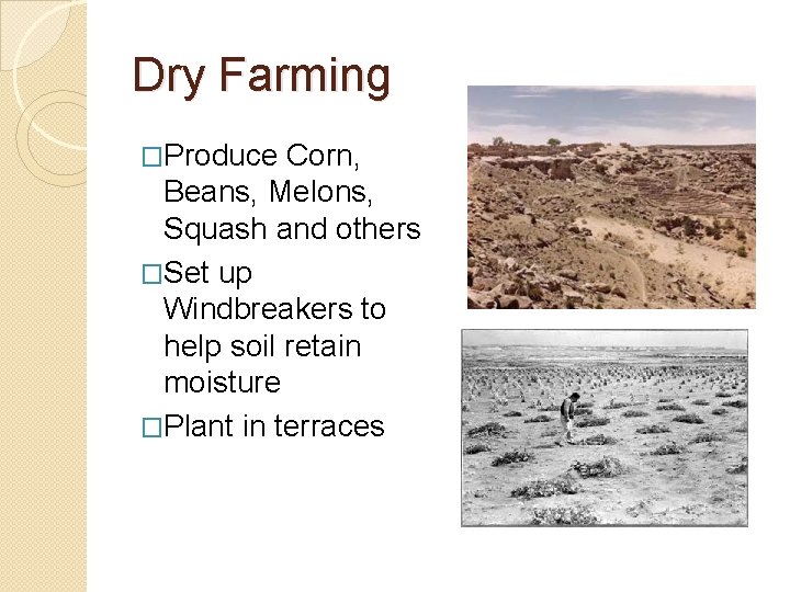 Dry Farming �Produce Corn, Beans, Melons, Squash and others �Set up Windbreakers to help