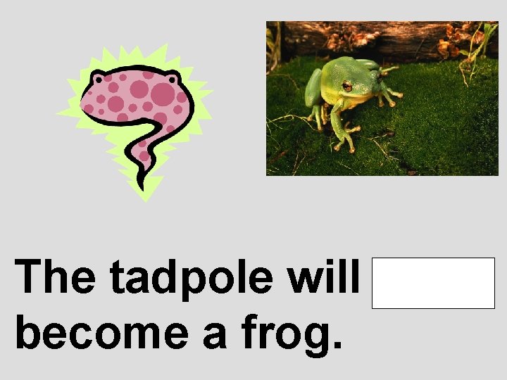 The tadpole will soon become a frog. 