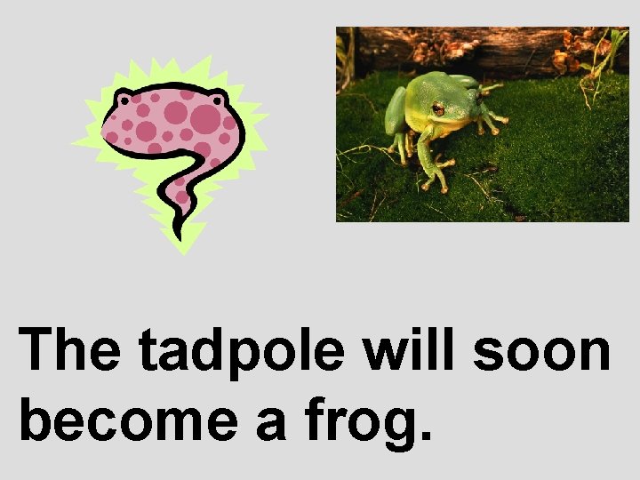 The tadpole will soon become a frog. 
